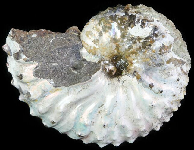Discoscaphites Gulosus Ammonite - South Dakota #62601